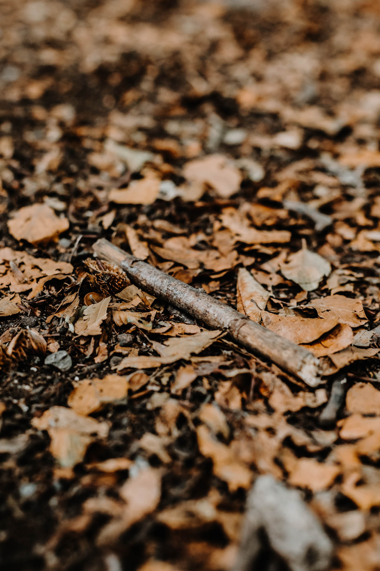 détail feuilles mortes dans la forêt