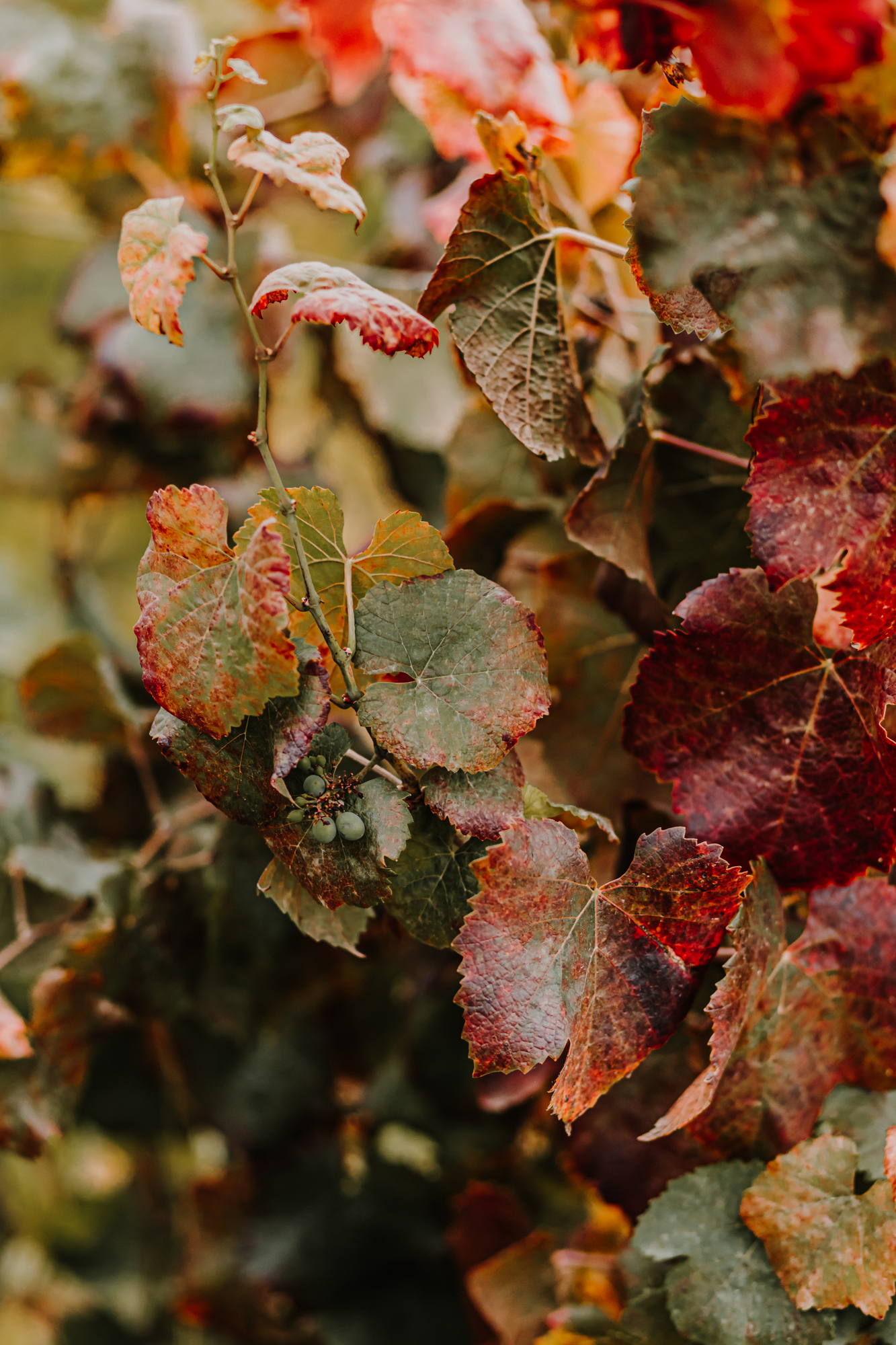 feuilles de vigne rouge orangés en automne
