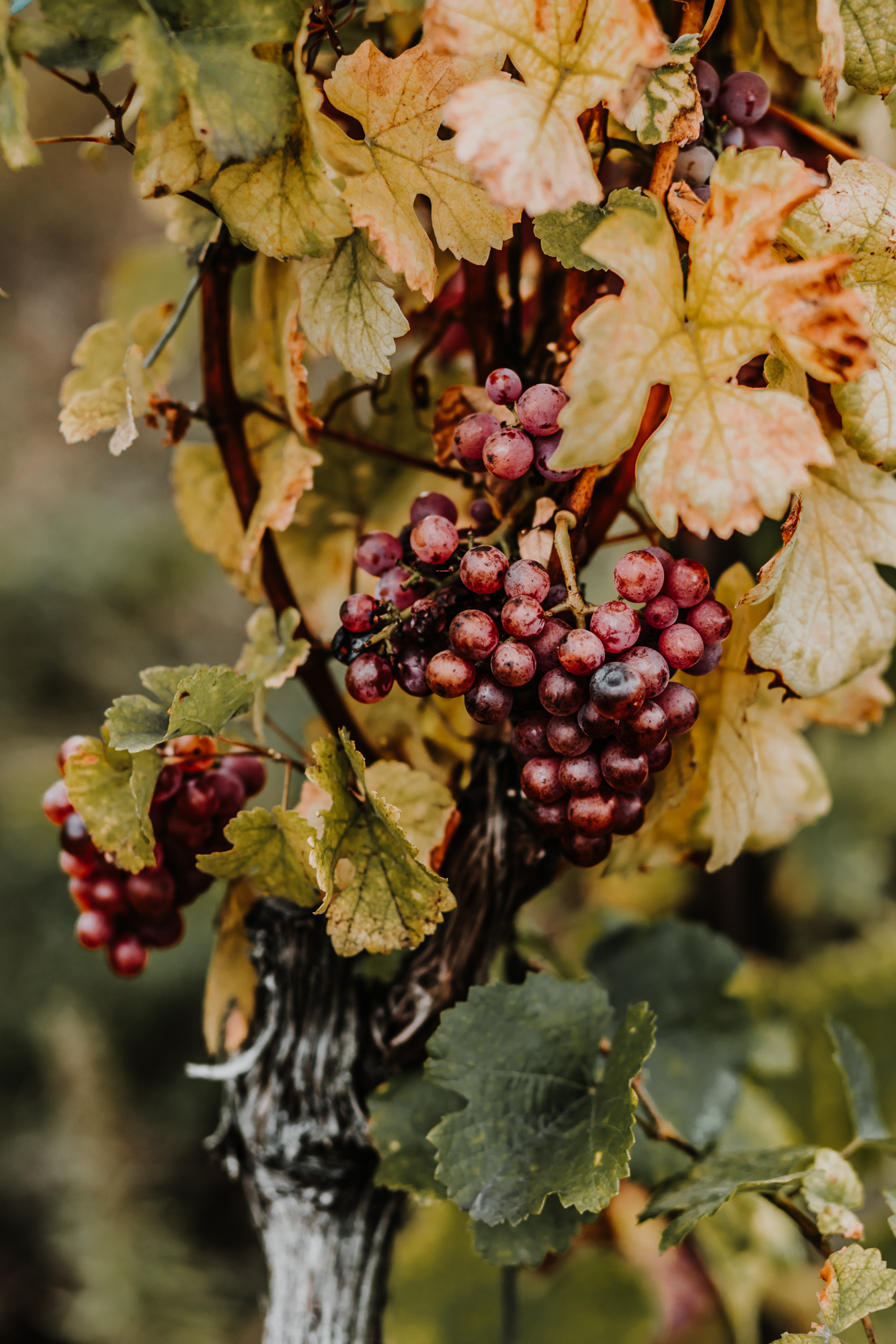 grappe de raisin en automne