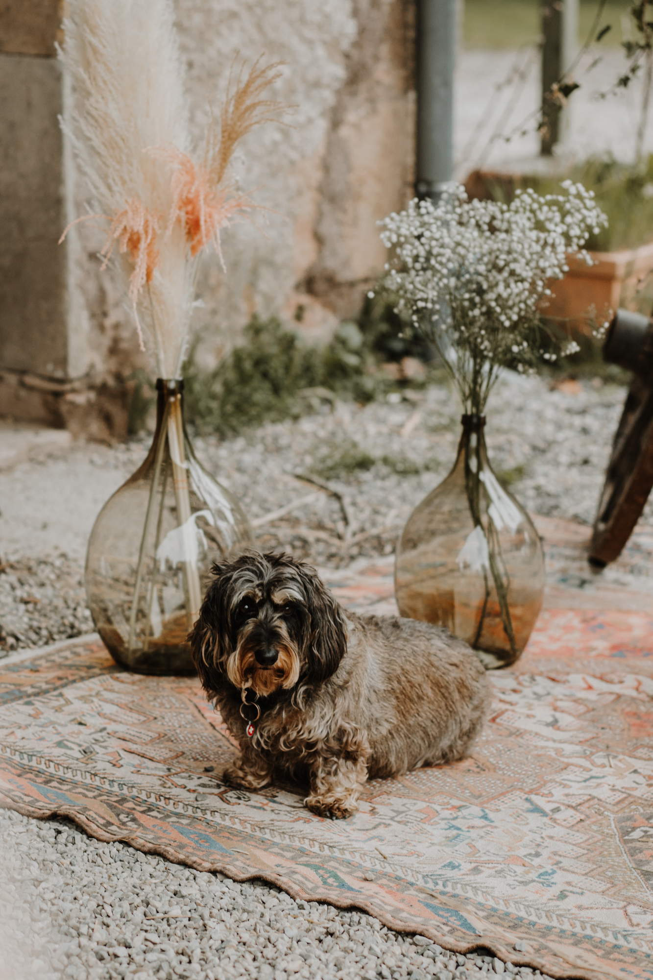 un chien à la cérémonie laïque mariage domaine saint loup