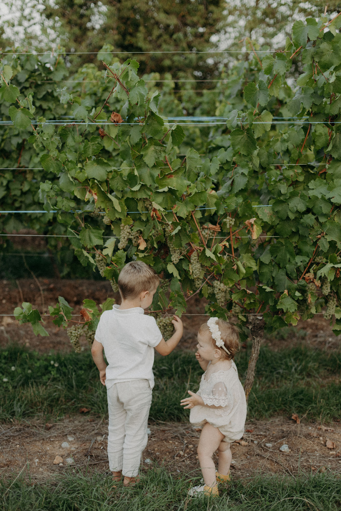 un bébé et son papa regardent d'oraison dans un vignoble en alsace 